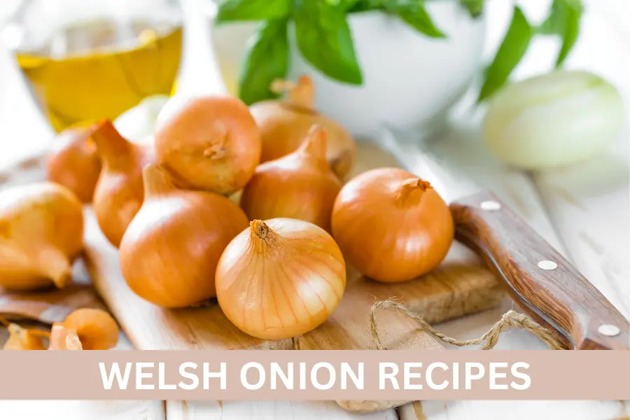 Welsh Onion Recipes